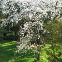 Der alte Kirschbaum blüht jedes Jahr über und über. Die Kirschen sind sehr früh reif und werden zum größten Teil von den Vögeln gefressen.