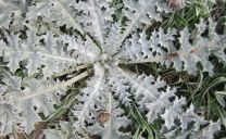 Überwinternde Rosette einer Eselsdistel (Onopordum acanthium)