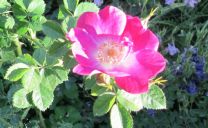 Die Weinrose (Rosa rubiginosa) ‚Meg Merrillies‘ wirkt wie eine Wildrose mit besonders kräftiger Farbe.