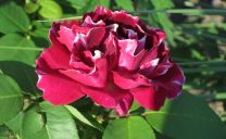 Remotant-Rose ‚Baron Girrod de l’Ain‘