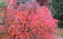 Herbstfärbung der rotblättrigen Berberitze (Berberis thunbergii var. Atropurea) und Julianes Berberitze (Berberis julianae) im Hintergund