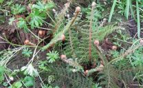 Der Schildfarn (Polystichum setiferum ‚Herrenhausen‘) ist wintergrün. Die neuen Wedel treiben Anfang Mai aus, während die Hochblätter der Winterlinge (Eranthis hyemalis) bald einziehen.