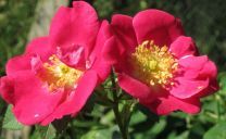 Weinrose (Rosa rubiginosa) ‚Meg Merrillies‘