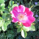 Die Weinrose (Rosa rubiginosa) ‚Meg Merrillies‘ wirkt wie eine Wildrose mit besonders kräftiger Farbe.