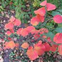 Rote Zaubernüsse (Hamamelis intermedia) blühen nicht nur schon im Februar, auch die Herbstfärbung ist spektakulär.