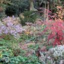Eine Herzblattaster und die Herbstfärbung der Grauen Felsenmispel (Cotoneaster dielsianus) schaffen selbst im November noch einen Farbenrausch.