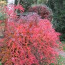 Herbstfärbung der rotblättrigen Berberitze (Berberis thunbergii var. Atropurea) und Julianes Berberitze (Berberis julianae) im Hintergund