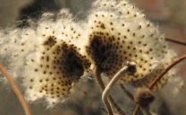 Die interessanten Samenstände von Herbstanemonen (Anemone tomentosa) erfreuen noch im Frühjahr.