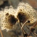 Die interessanten Samenstände von Herbstanemonen (Anemone tomentosa) erfreuen noch im Frühjahr.