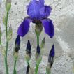 Eine von vielen alten Schwertlilien-Sorten (Iris x barbata eliator)