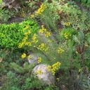 Die heimische Goldhaaraster (Aster linosyris) wünscht einen trockenen und sonnigen Platz. Sie blüht am Ende des Sommers im Wildstaudenbeet.