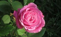 Remontant-Rose ‚Mrs. John Laing‘
