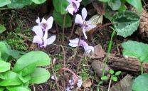 Auch Herbstalpenveilchen (Cyclamen hederifolium) mögen es, ungestört im trockenen Schatten zu wachsen.