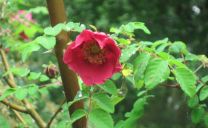 Blutrote Rose (Rosa moyesii)