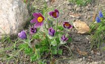 Diese Kuhschelle (Pulsatilla vulgaris) hat sogar etliche Jahre brachliegenden Garten überstanden. Jedes Jahr gibt es ein paar Blüten mehr.