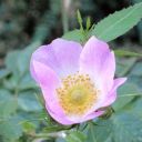 Weinrose (Rosa rubiginosa)
