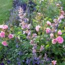 Nelkenrosen (Rosa rugosa ‚Pink Grootendoorst‘ , Katzenminze (Nepeta racemosa) ‚Walker’s Low‘ und Steppensalbei (Salvia nemorosa)