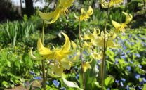 Im Britzer Garten ließ ich mich von den vielen Forellenlilien (Erythronium Hybride ‚Pagoda‘) begeistern. Sie fühlen sich hier offensichtlich auch wohl.