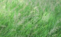 Weiches Gras