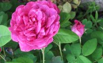 Unbekannte Gallica-Rose