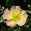 In den Duft der Weinrose (Rosa rubiginosa) ‚Lord Penzance‘ habe ich mich in einem anderen offenen Garten verliebt.