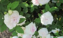 Die Alba-Rose ‚Felicitè Parmentier‘ blüht nur einmal, dafür überreich.