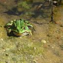 Ein Frosch hat schon im ersten Sommer in unserem Teich eine Bleibe gefunden.