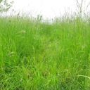 Bei ausreichender Regenmenge steht das Gras vor dem Mähen brusthoch.