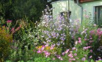 Das Herbstbeet am Zaun ist mit Astern, Gräsern und Chrysanthemen bepflanzt. Cosmea füllt die Lücken.