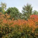 Kirschbaum in Herbstfarben
