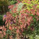 Diese Strauchpfingstrose zeigt im Herbst nochmal ihre Pracht im Farbenspiel der Blätter.