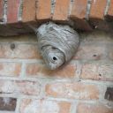 Nest von Sächsischen Wespen an der Stallwand