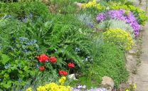 Steinkraut (Alyssum), Polsterphloxe (Phlox sublata) und niedrige Tulpen blühen Anfang Mai im Wildstaudenbeet