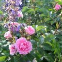 Die Rugosa-Rose ‚Pink Grootendorst‘ heißt auch Nelkenrose.