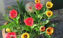 Bunte Tulpen für die Katz